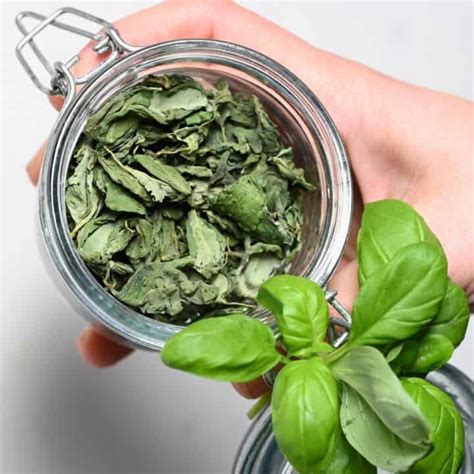 How To Dry Basil Leaves 3 Methods Alphafoodie