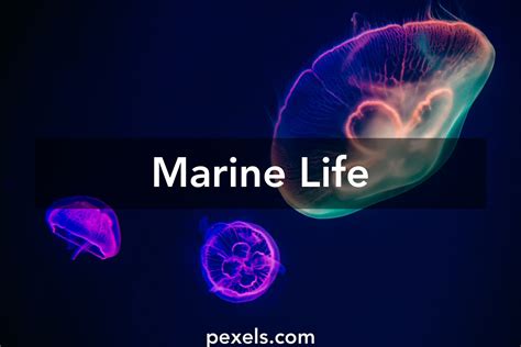 Marine Life · Pexels