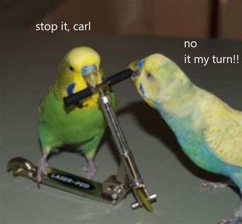 Budgie Parakeet Budgies Funny Birds Cute Birds Funny Animal Memes