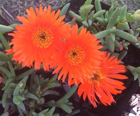 South Africas Indigenous Flowers On Display In Pietermaritzburg