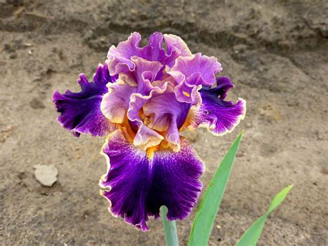 Dig a shallow hole 10 inches in diameter and 4 inches deep. How to Grow and Care for Bearded Iris Plants