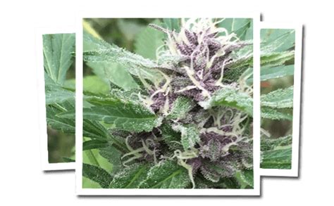 Buy Emerald Triangle Royal Purple Kush Cbd Feminized Seeds By Emerald