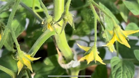 how to tell if your tomatoes have been pollinated try the simple trick hydroponic tomatoes