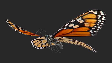 Monarch Butterfly 1920x1080 Wallpaper