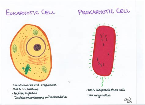 Prokaryotic Vs Eukaryotic Cells Riset