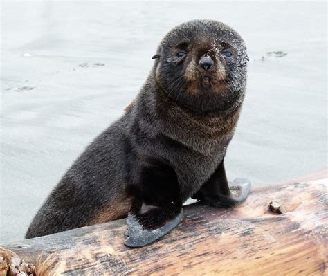Best Time For Baby Fur Seals Watching In New Zealand 2023 Roveme
