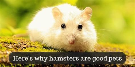 12 Reasons Why Hamsters Are Good Pets, And A Few Cons