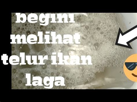Cara nak beri anak ikan laga makan telur kuning adalah dengan cara di bungkuskan telur kuning tu dengan kain nipis yang bersih. Bentuk telur ikan laga - YouTube