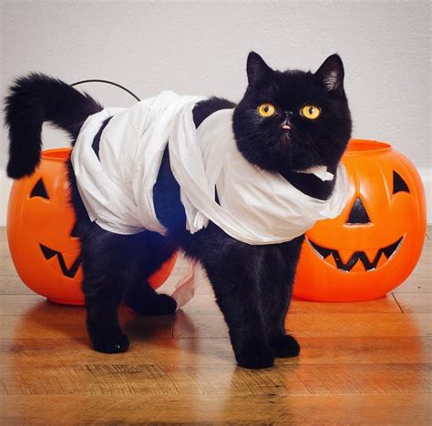 This Cat Is Dressing Up In Tons Of Costumes For Halloween Pleated Jeans