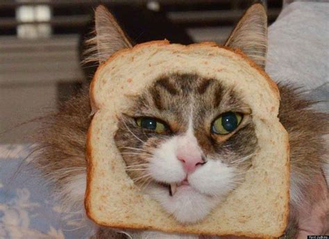Cats Have Had Enough Of Cat Breading Cat Bread Cats Crazy Cats