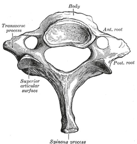 Of the twelve thoracic vertebrae, five are said to be atypical. Atypical Vertebrae of the Vertebral Column | Spine | Geeky ...