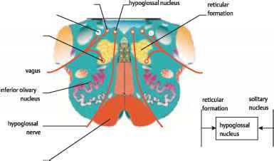 The Accessory Hypoglossal And Vagus Nerves Cerebral Cortex My Xxx Hot Girl