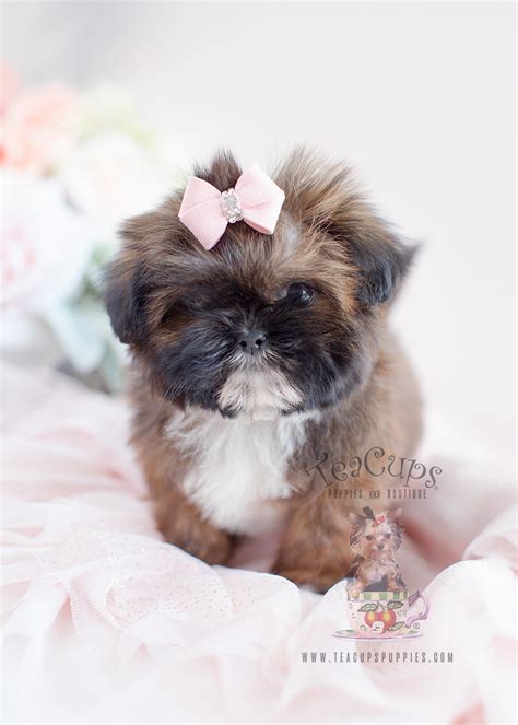 With their big dark eyes, long flowing coat, and playful and affectionate demeanor, shih tzus problems with teacup puppies. Shih Tzu Puppy For Sale at TeaCups Puppies South Florida ...