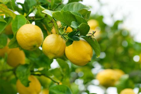 How To Grow Lemon Tree In Pots Garden Beds