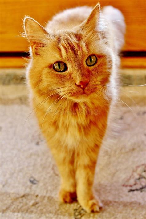Orange Cat Stock Image Image Of Light Green Hair Long 63135321