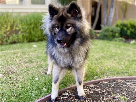 I talk about personality/temperament, food choices, barking, where we got our eurasier, and much more! Eurasier - Full Profile, History, and Care