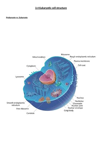 34 Eukaryotic Cell Structure Aqa A Level Teaching Resources