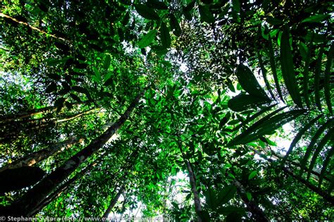 Animals that inhabit the rainforest. Tropical Rainforest Biome Adventure - RoxyM304