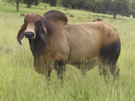 Big brahman breed bull in pakistan • cow mandi pakistan • qurbani 2021 • cattle farm in pakistan. FAIRY SPRINGS BRAHMANS - SEMEN