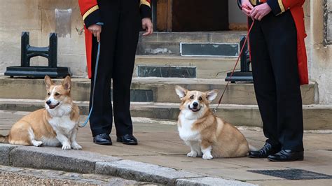 The Queens Corgis And Pony Emma Attend Funeral Procession See The