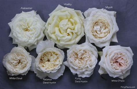 White Garden Roses Rose Varieties And Design