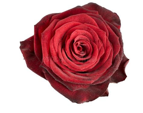 Red Rose Flower Isolated Stock Image Image Of Nature 28916167