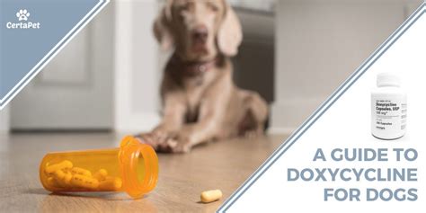 Antibiotics 101 A Guide To Doxycycline For Dogs