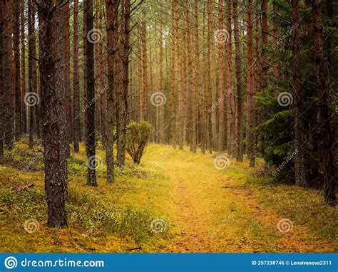 Autumn Pine Tree Deep Forest Moody Woodland Stock Photo Image Of