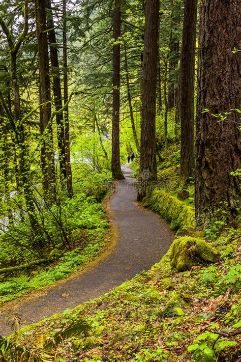 Scenic Trail In Columbia River Gorge Oregon Stock Image