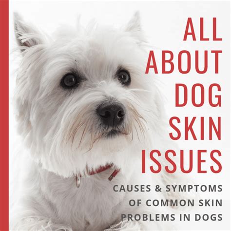 Dog Skin Disorders Causes Symptoms Types And Breeds Prone To Them