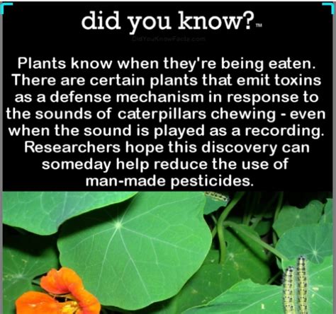 Interesting Fact About Plants Rdamnthatsinteresting