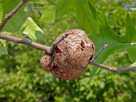 Pests And Diseases Galls On Trees