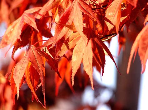 New Japanese Maple Leaves Liz West Flickr