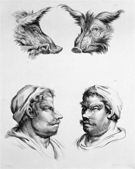 The Relation Between The Human Physiognomy And That Of The Wellcome