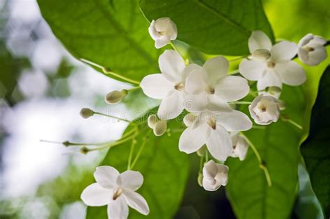 Little White Wrightia Religiosa Flower In Nature Garden Stock Image