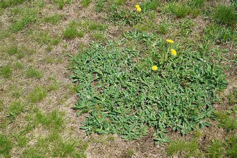 Everything You Need To Know About Broadleaf Weeds Rds Lawn Care