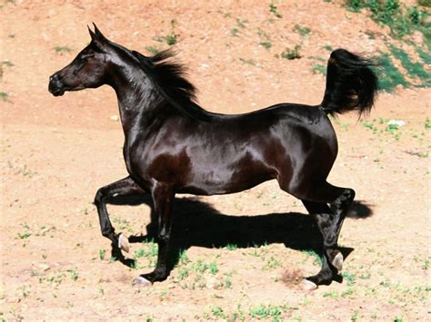 Raças De Cavalo árabe