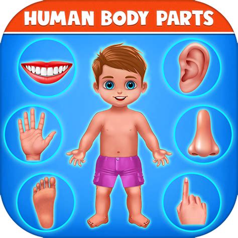 Human Body Parts Preschool Kids Learningamazoncaappstore For Android