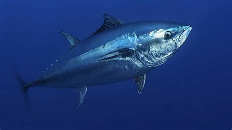 Perikanan Tuna, Tangkapan Meningkat Nilai Menurun - Dari Laut