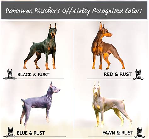 Doberman Pinscher Coat And Color Varieties Pethelpful