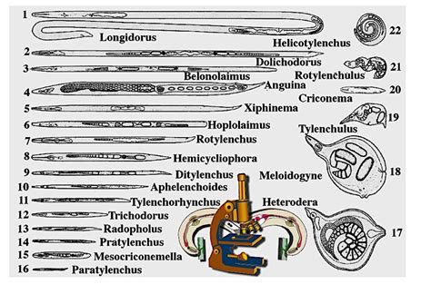 Cell biology of plant nematode parasitism. Nematodes in commercial vegetables - Plant & Pest Diagnostics