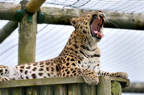 Amur Leopard Wild Cat Predator Yawns Jaws Teeth Wallpapers Hd