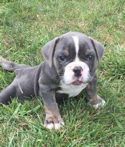 We save all english bulldogs, whether they are perfectly healthy, or whether they have been injured and are in need of major or minor medical care. Buckeye Bulldog Rescue - Home