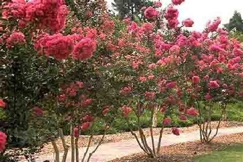 See trees with purple flowers, pink flowers, and white flowers and get basic the best flowering trees for residential gardens. Top 10 Flowering Trees in India | Top List Hub