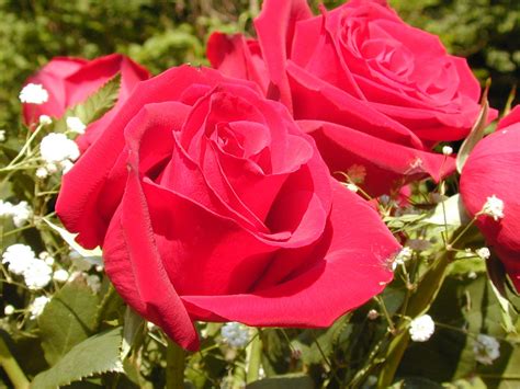 Romantic Flowers Rose Flower Red Flower Pictures Beautiful Flowers