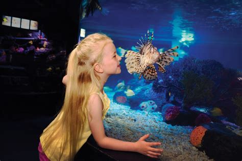 Legoland California And Sea Life Aquarium 1 Day Hopper Ticket Free