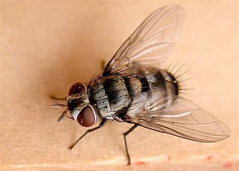 gambar binatang lalat