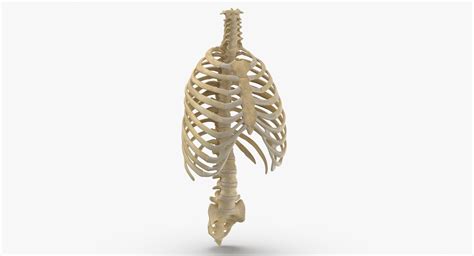 Modelo 3d Real Human Rib Thoracic Cage And Spine Bones
