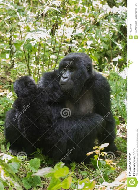 Mountain Gorilla And Infant Stock Photo Image Of Nature Adorable