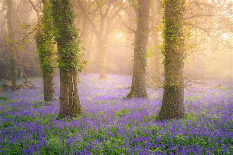 The Ancient Bluebell Wood Pamphill Dorset Landscape Photography By